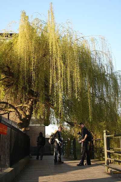 Den prvn�, Cambridge - pod stromem